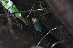 Agapornis roseicollis