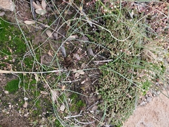 Zephyranthes longifolia