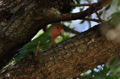 Agapornis roseicollis