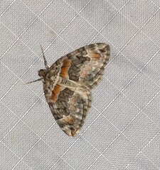 Dysstroma hersiliata