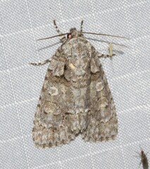 Acronicta increta