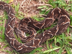 Bothrops alternatus