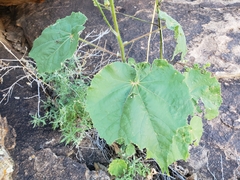 Abutilon mollicomum