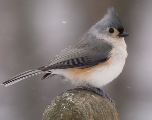 Tufted Titmouse, photo 8 of 10