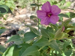 Mirabilis multiflora