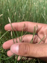 Eleocharis macrostachya