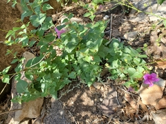 Mirabilis multiflora