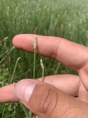 Eleocharis macrostachya