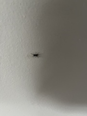 Herpyllus ecclesiasticus