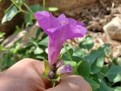 Mirabilis multiflora