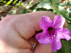 Mirabilis multiflora