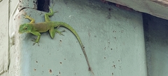 Anolis evermanni