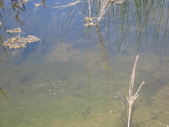 Micropterus floridanus