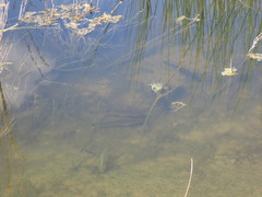 Micropterus floridanus