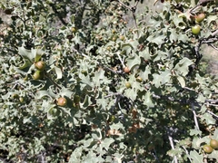 Quercus pungens