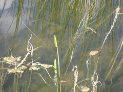 Micropterus floridanus
