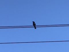 Corvus brachyrhynchos