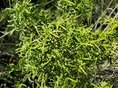Choisya dumosa