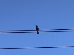 Corvus brachyrhynchos