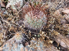 Echinofossulocactus