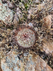 Echinofossulocactus