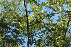 Serpophaga subcristata