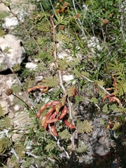 Mimosa aculeaticarpa