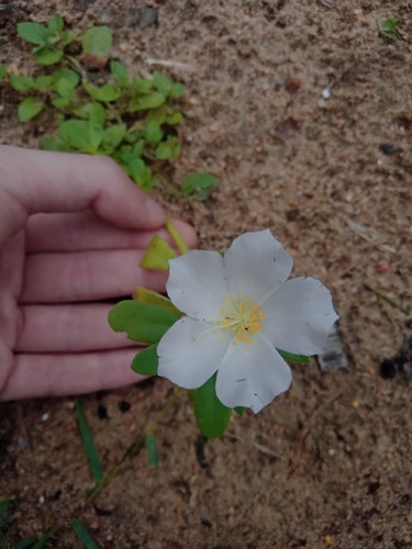 Wingpod purslane (Portulaca umbraticola)