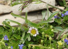 Erigeron alpinus