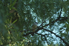 Myiarchus swainsoni