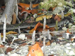 Cubophis caymanus