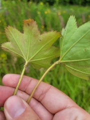 Alchemilla micans