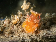 Plocamopherus imperialis