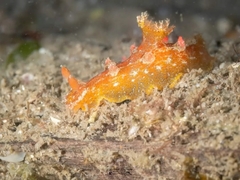 Plocamopherus imperialis