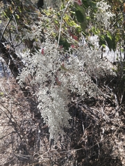 Heliocarpus terebinthinaceus