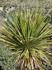 Dasylirion leiophyllum