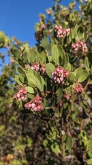 Arctostaphylos montereyensis