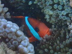 Amphiprion melanopus