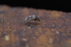 Chironomoidea