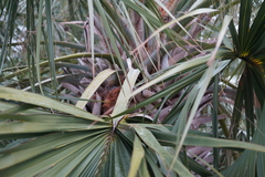 Livistona decora