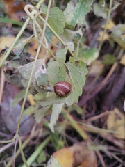 Helix lucorum