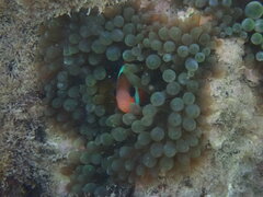 Amphiprion melanopus