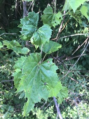 Ampelomyia vitiscoryloides