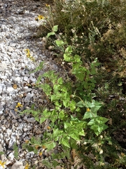 Aldama cordifolia