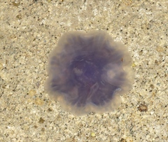 Cyanea lamarckii