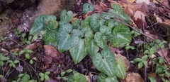 Asarum hartwegii
