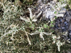 Aloysia wrightii