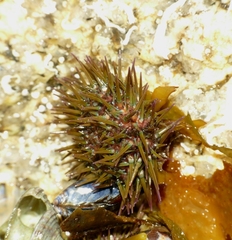 Psammechinus miliaris