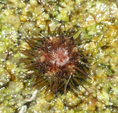Psammechinus miliaris