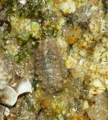Acanthochitona crinita